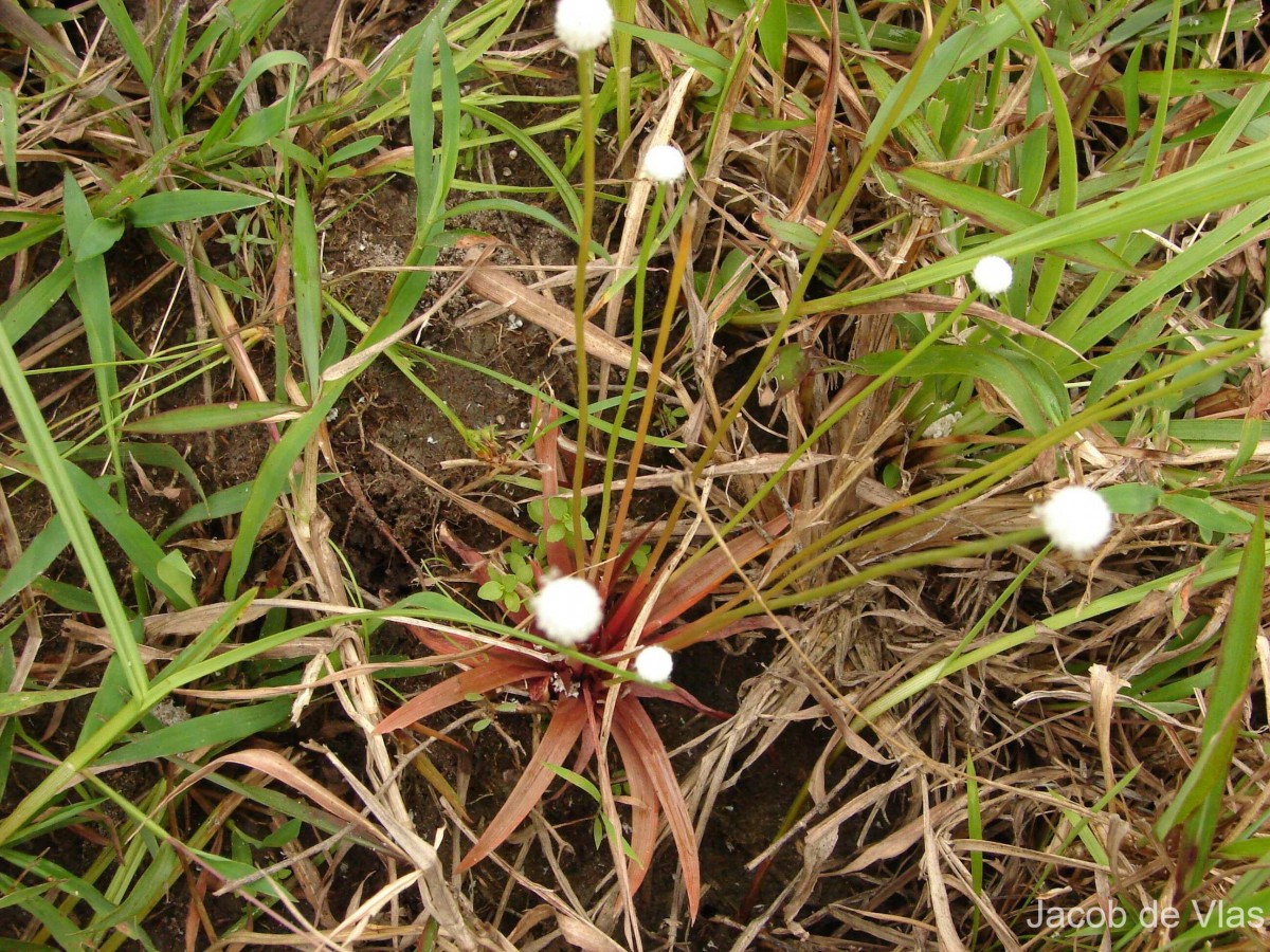 Eriocaulon quinquangulare L.